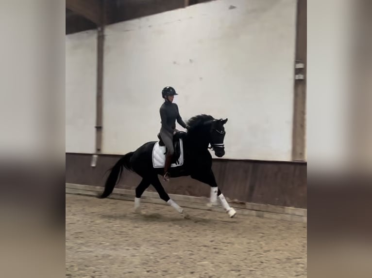 German Riding Horse Gelding 4 years 16 hh Black in Welver