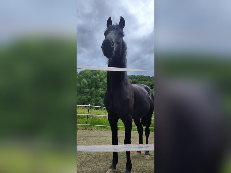 German Riding Horse Gelding 4 years 16 hh Black in Pulheim