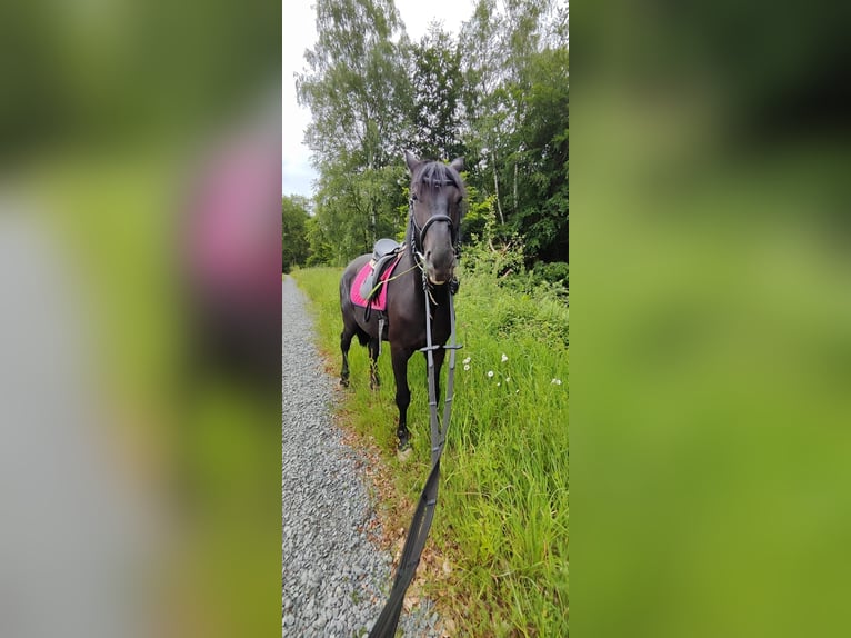 German Riding Horse Gelding 4 years 16 hh Black in Pulheim