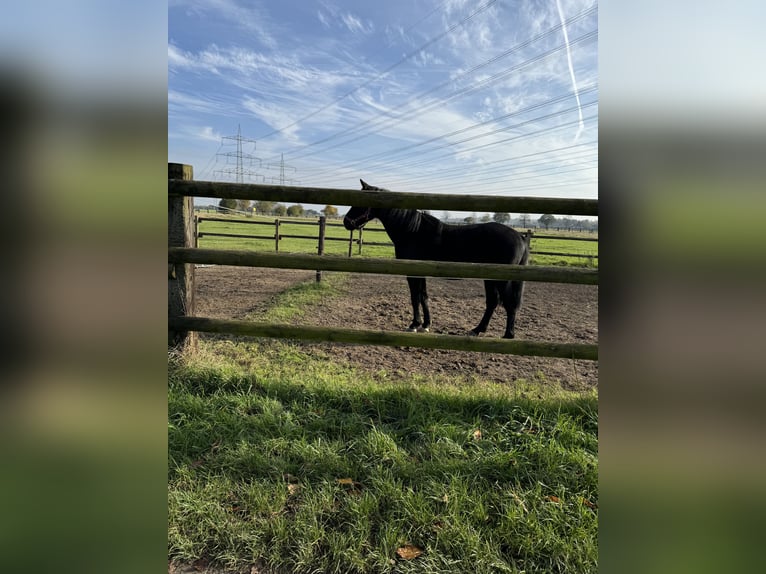 German Riding Horse Gelding 4 years 16 hh Black in Pulheim