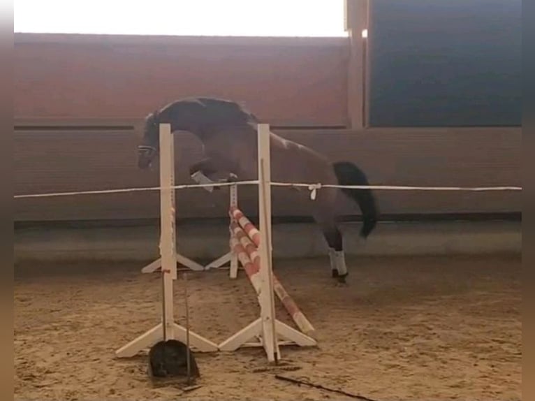 German Riding Horse Gelding 4 years 16 hh Brown in Gomadingen