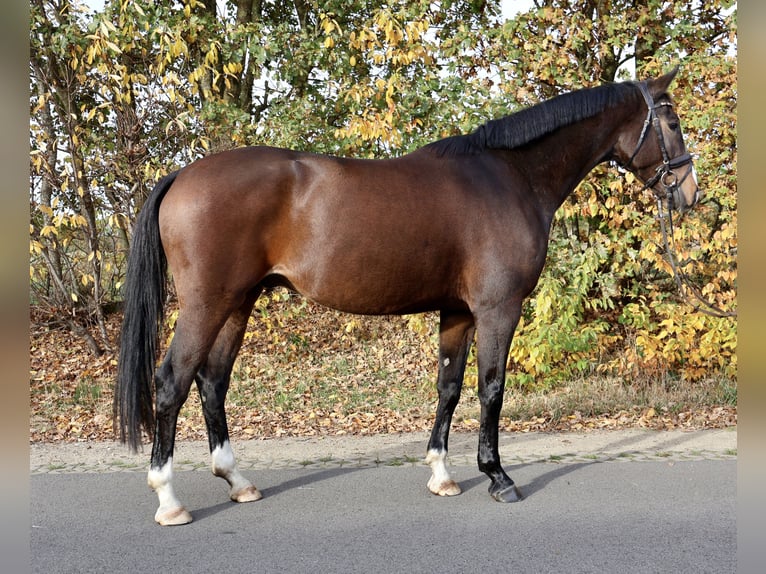 German Riding Horse Gelding 4 years 16 hh Brown in Isterberg
