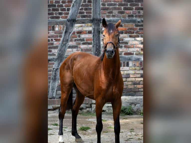 German Riding Horse Gelding 4 years 16 hh Brown in Olfen