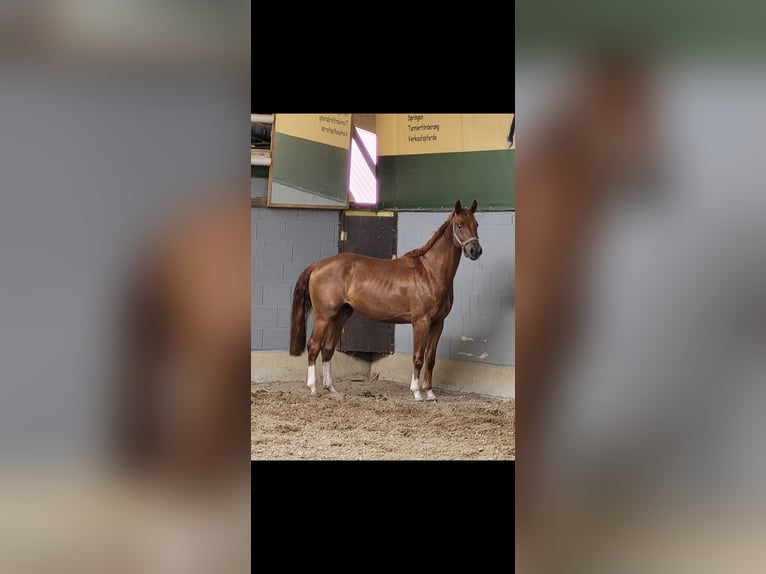 German Riding Horse Gelding 4 years 16 hh Chestnut-Red in Handewitt