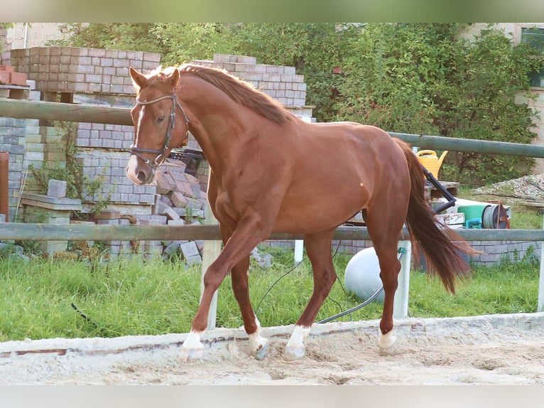 German Riding Horse Gelding 4 years 16 hh Chestnut-Red in Mechernich