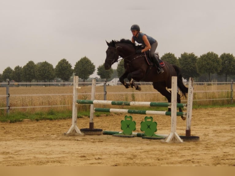 German Riding Horse Gelding 4 years 16 hh Smoky-Black in Salzkotten