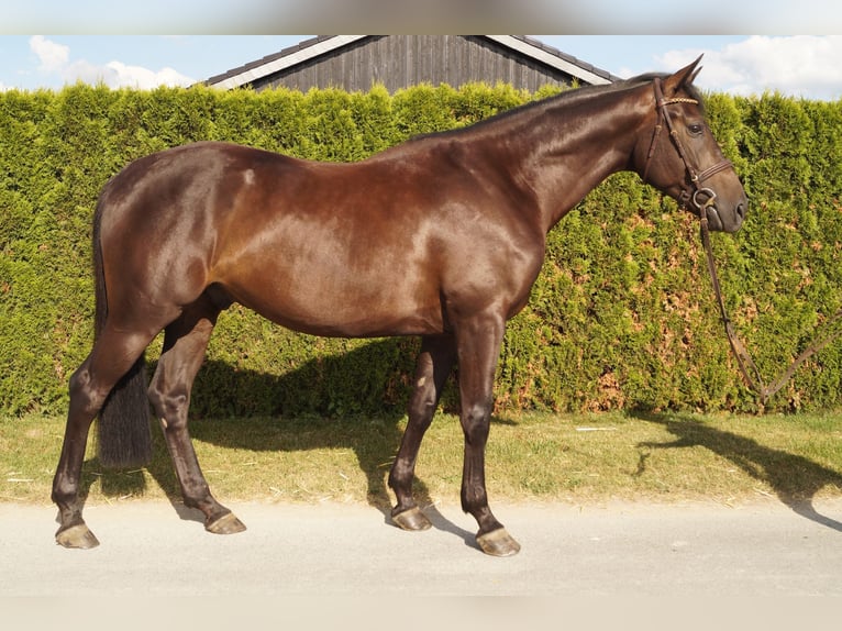 German Riding Horse Gelding 4 years 16 hh Smoky-Black in Salzkotten