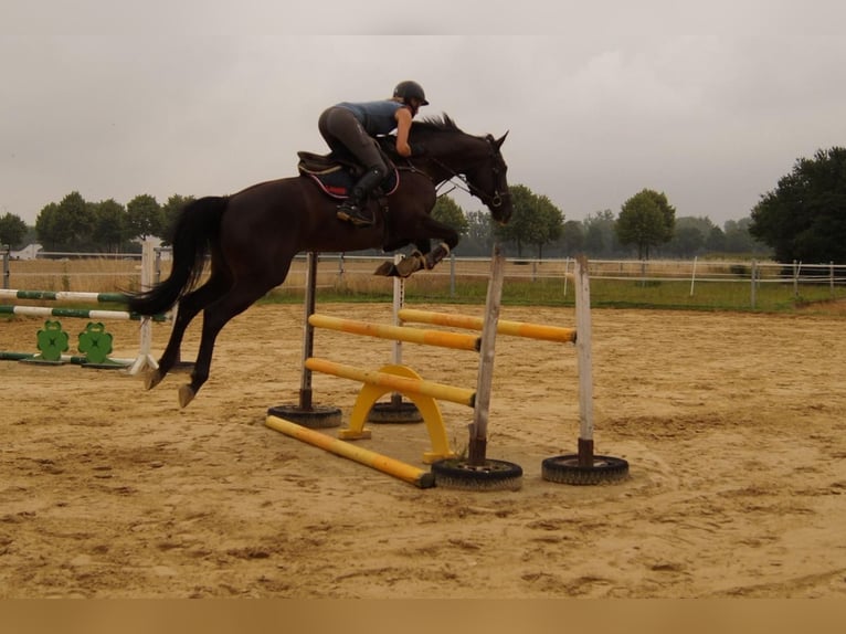German Riding Horse Gelding 4 years 16 hh Smoky-Black in Salzkotten