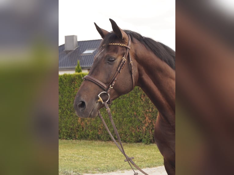 German Riding Horse Gelding 4 years 16 hh Smoky-Black in Salzkotten