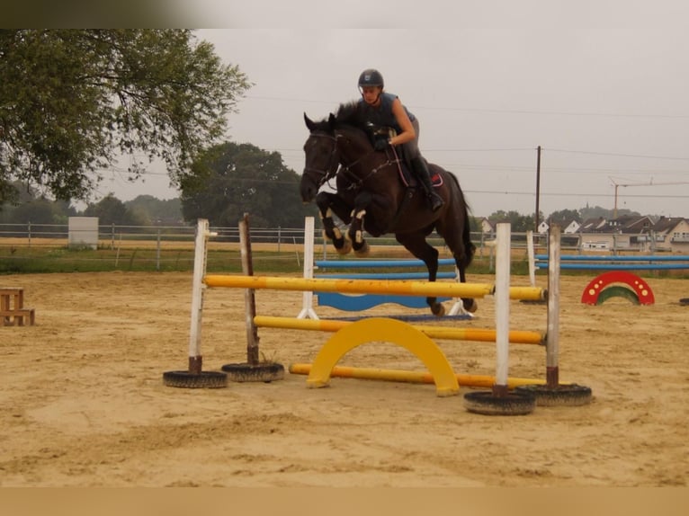 German Riding Horse Gelding 4 years 16 hh Smoky-Black in Salzkotten