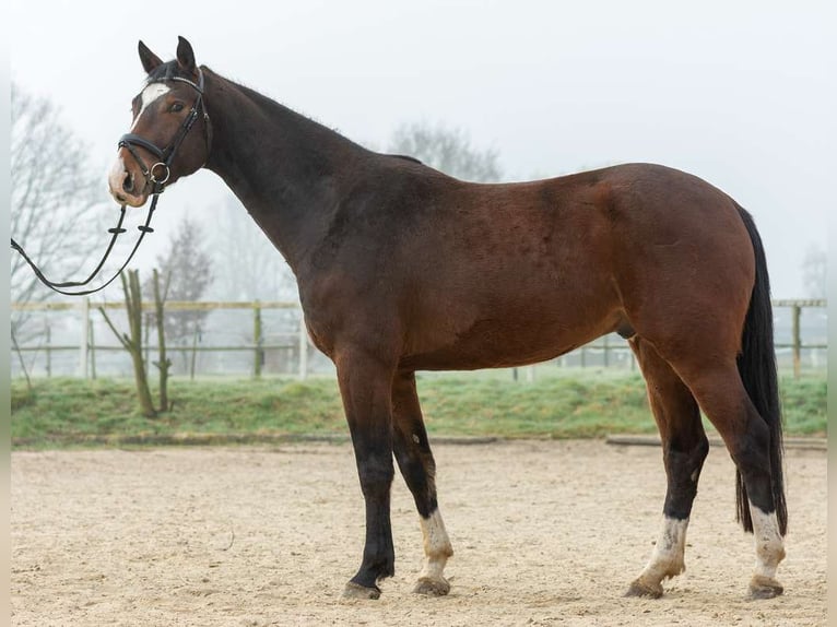 German Riding Horse Gelding 4 years 16,1 hh Bay-Dark in Heiden