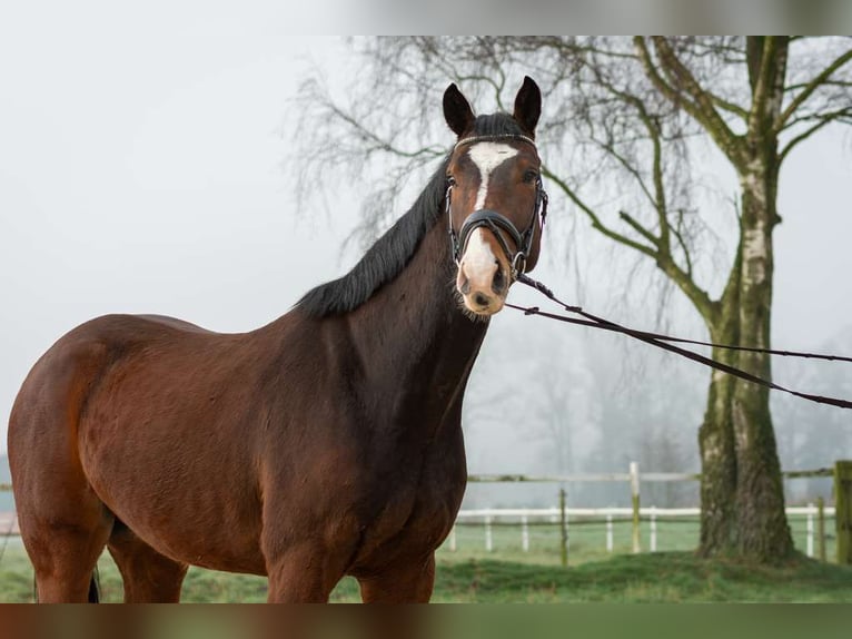 German Riding Horse Gelding 4 years 16,1 hh Bay-Dark in Heiden