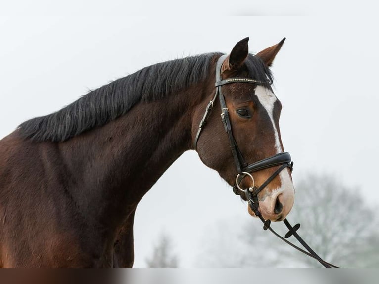 German Riding Horse Gelding 4 years 16,1 hh Bay-Dark in Heiden