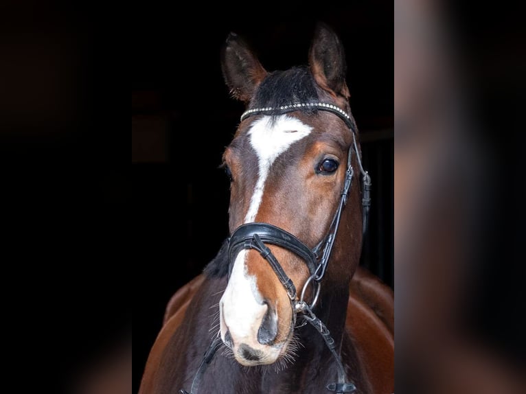 German Riding Horse Gelding 4 years 16,1 hh Bay-Dark in Heiden