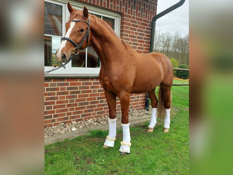 German Riding Horse Gelding 4 years 16,1 hh Chestnut-Red in Warendorf