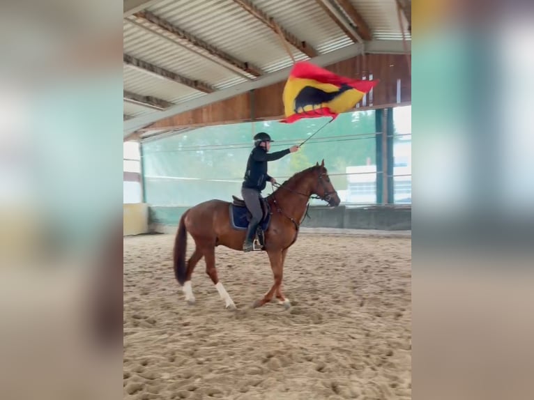German Riding Horse Gelding 4 years 16,1 hh Chestnut in Achstetten