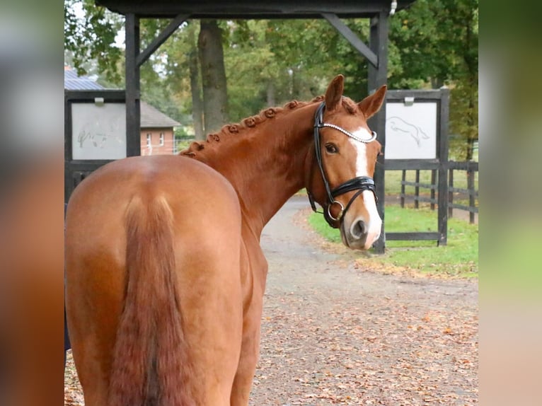 German Riding Horse Gelding 4 years 16,2 hh Chestnut-Red in Recke, bei Osnabr&#xFC;ck