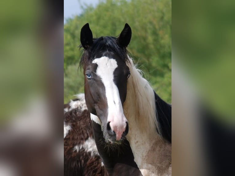 German Riding Horse Gelding 4 years 16,2 hh Pinto in Börde-Hakel OT Etgersleben