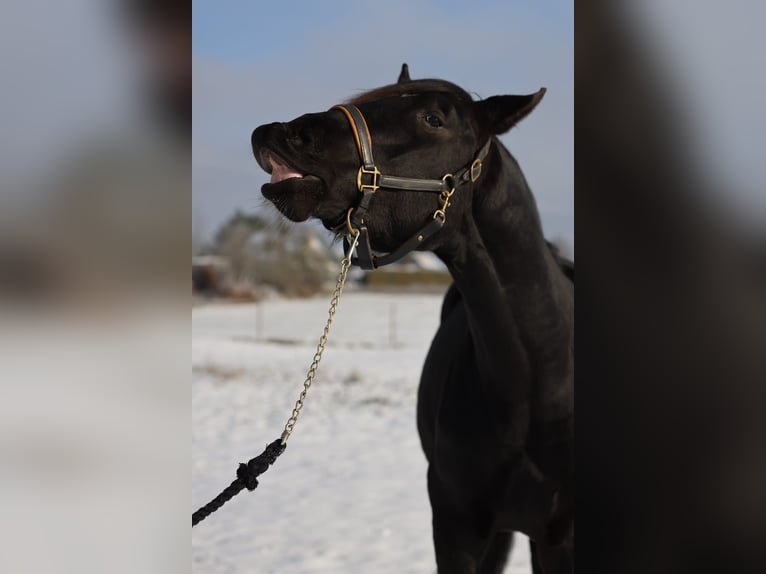 German Riding Horse Gelding 4 years 17,1 hh Black in Neuler