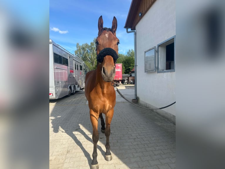 German Riding Horse Gelding 4 years 17.2 hh Brown in Fruhstorf