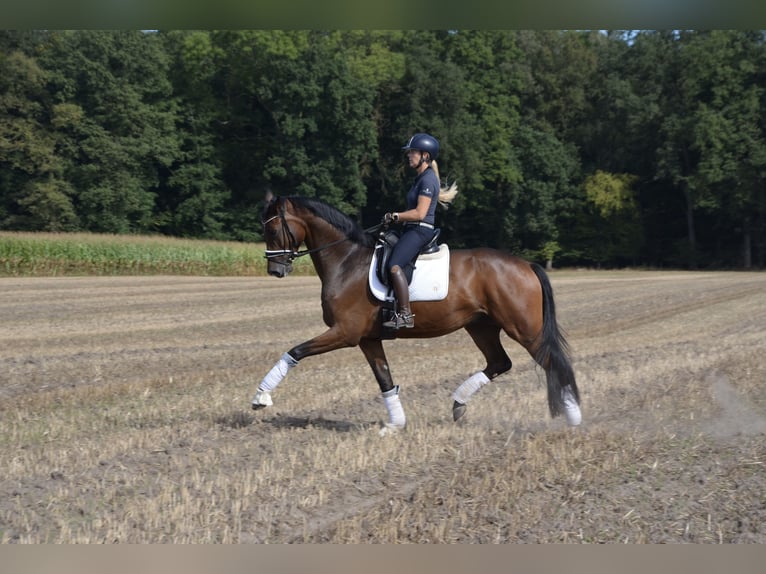 German Riding Horse Gelding 4 years 17 hh Bay-Dark in Greven