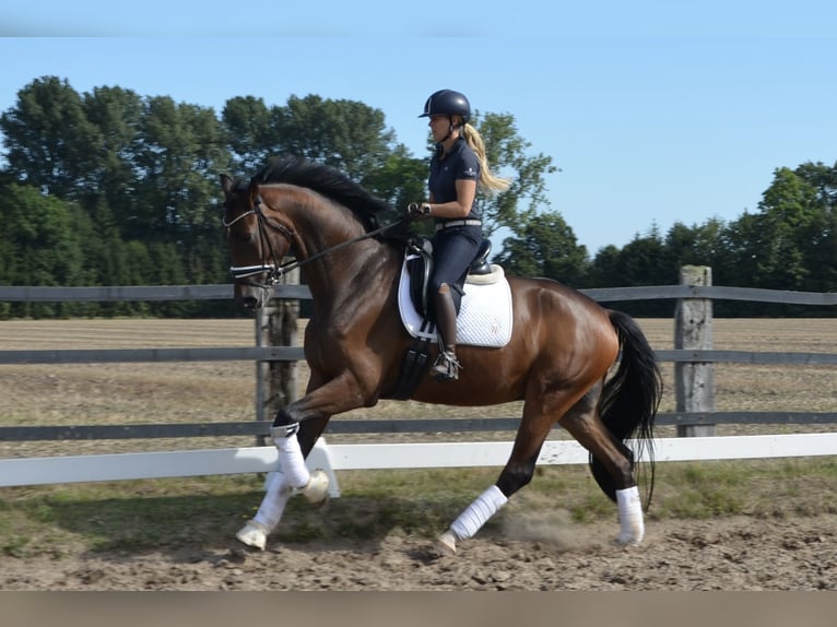 German Riding Horse Gelding 4 years 17 hh Bay-Dark in Greven
