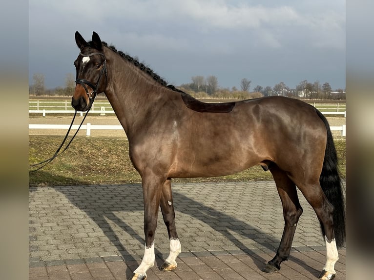 German Riding Horse Gelding 4 years 17 hh Brown in Leipheim