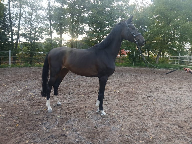 German Riding Horse Gelding 4 years 17 hh Smoky-Black in Allersberg German Riding Horse Gelding 4 years 17 hh Smoky-Black in Allersberg