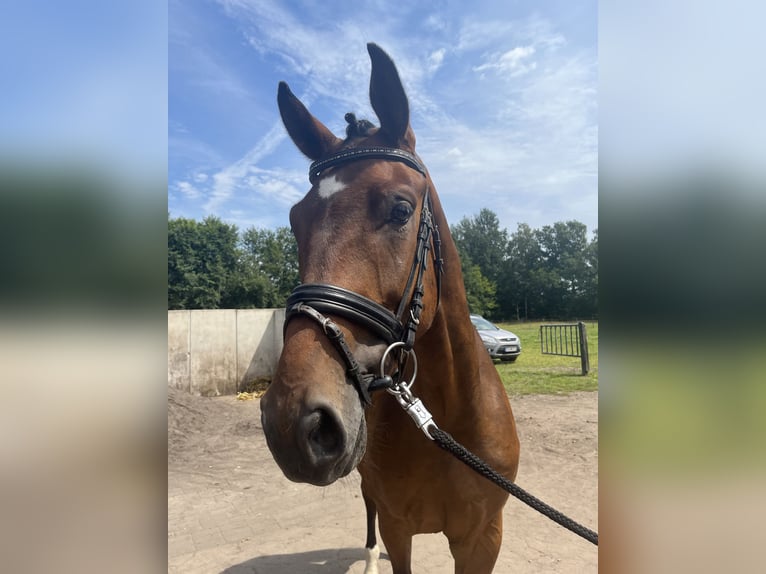 German Riding Horse Gelding 4 years Brown in Greven