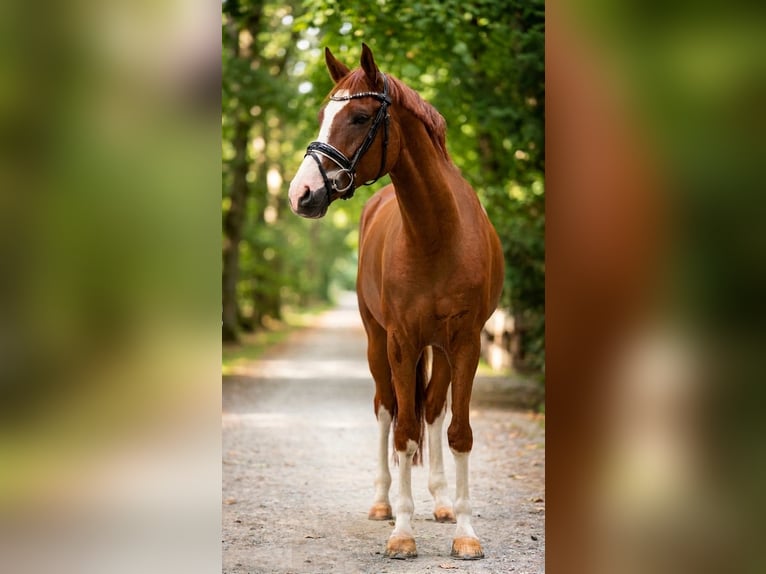 German Riding Horse Gelding 5 years 15.1 hh Chestnut-Red in Wesel