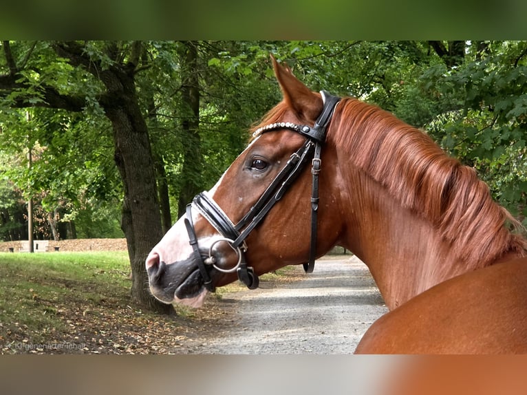 German Riding Horse Gelding 5 years 15.1 hh Chestnut-Red in Wesel