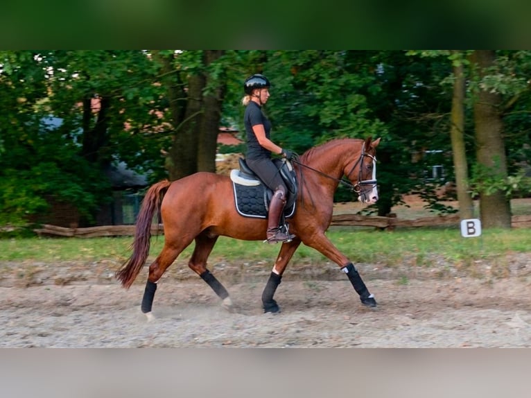 German Riding Horse Gelding 5 years 15.1 hh Chestnut-Red in Wesel