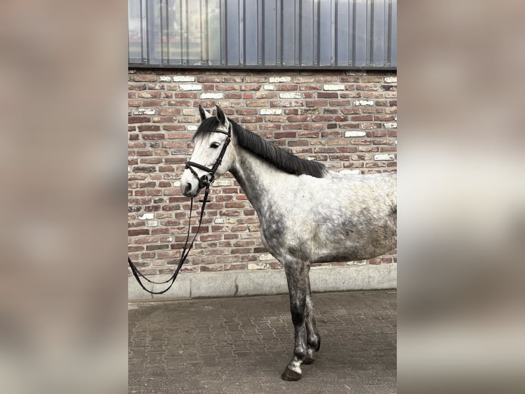 German Riding Horse Gelding 5 years 15,1 hh Grey-Dapple in Grevenbroich