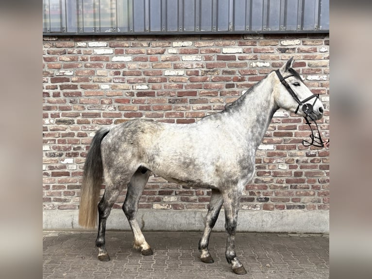 German Riding Horse Gelding 5 years 15,1 hh Grey-Dapple in Grevenbroich
