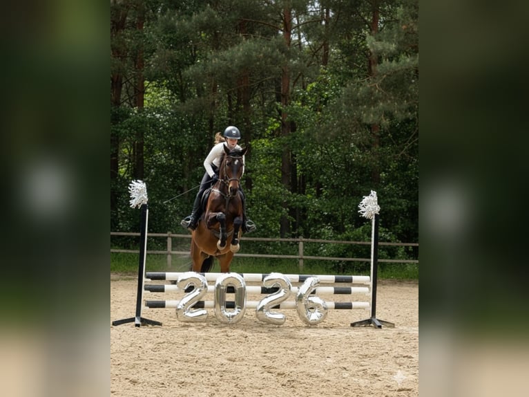 German Riding Horse Gelding 5 years 15,2 hh Bay-Dark in Bissendorf