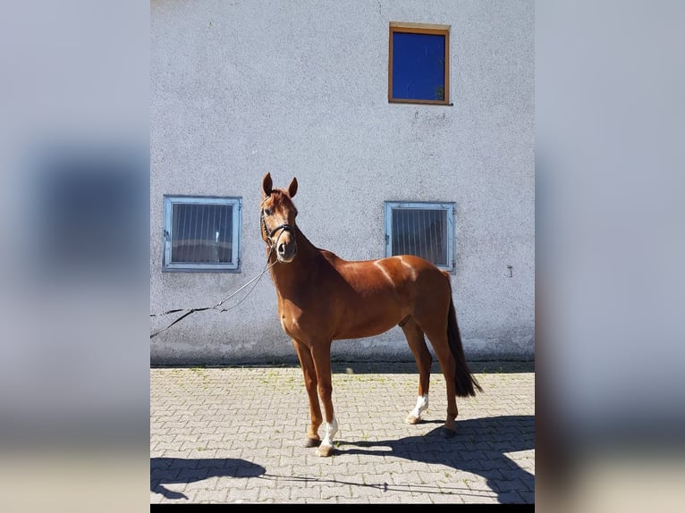 German Riding Horse Gelding 5 years 15,2 hh Chestnut-Red in Moosmühle German Riding Horse Gelding 5 years 15,2 hh Chestnut-Red in Moosmühle