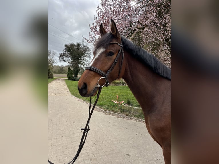German Riding Horse Gelding 5 years 15,3 hh Brown in Gescher