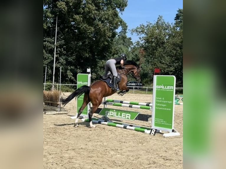 German Riding Horse Gelding 5 years 15,3 hh Brown in Gescher