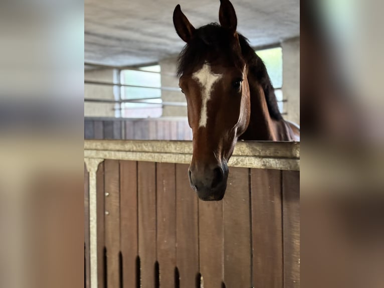 German Riding Horse Gelding 5 years 15,3 hh Brown in Gescher