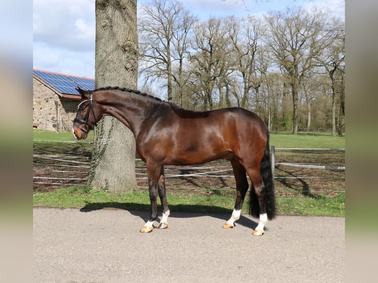 German Riding Horse Gelding 5 years 16.1 hh Brown in Recke, bei Osnabrück