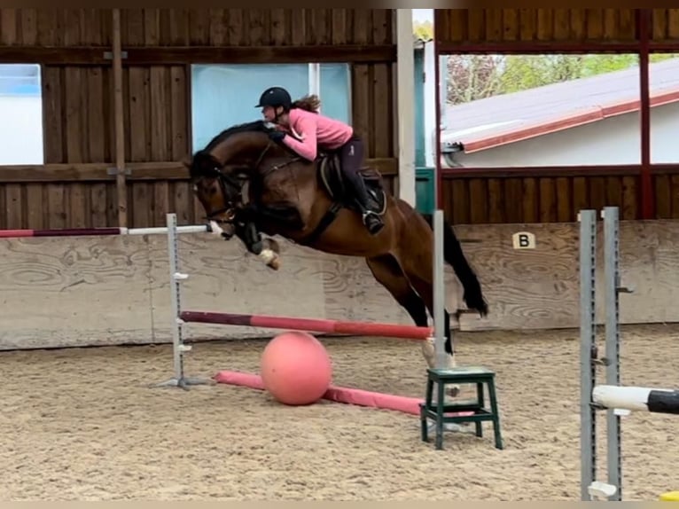 German Riding Horse Gelding 5 years 16,2 hh Brown in Walldorf