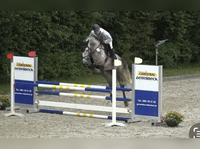 German Riding Horse Gelding 5 years 16.2 hh Grey in Taufkirchen (Vils)