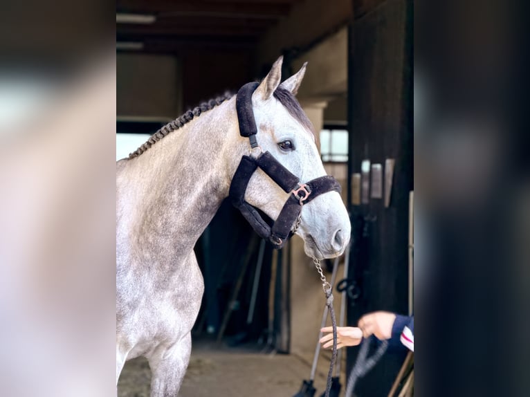 German Riding Horse Gelding 5 years 16.2 hh Grey in Taufkirchen (Vils)