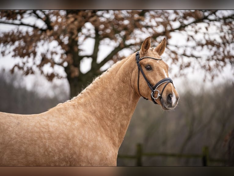 German Riding Horse Gelding 5 years 16,2 hh Palomino in Aachen