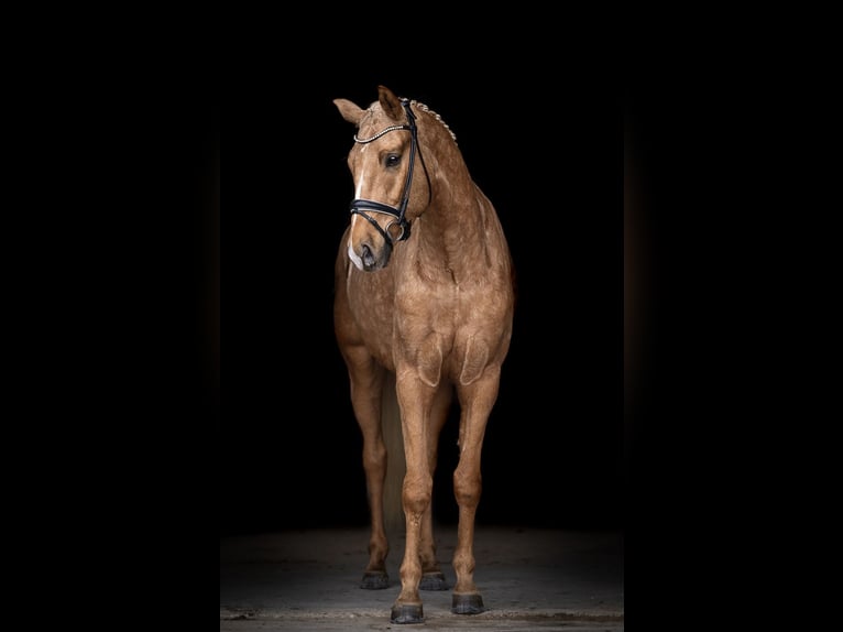 German Riding Horse Gelding 5 years 16,2 hh Palomino in Aachen