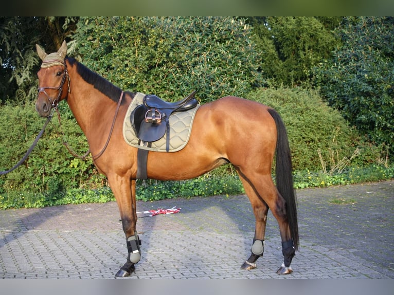 German Riding Horse Gelding 5 years 16 hh Brown in Gevelsberg