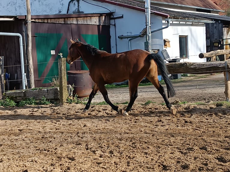 German Riding Horse Mix Gelding 5 years 16 hh Brown in Wolferstadt