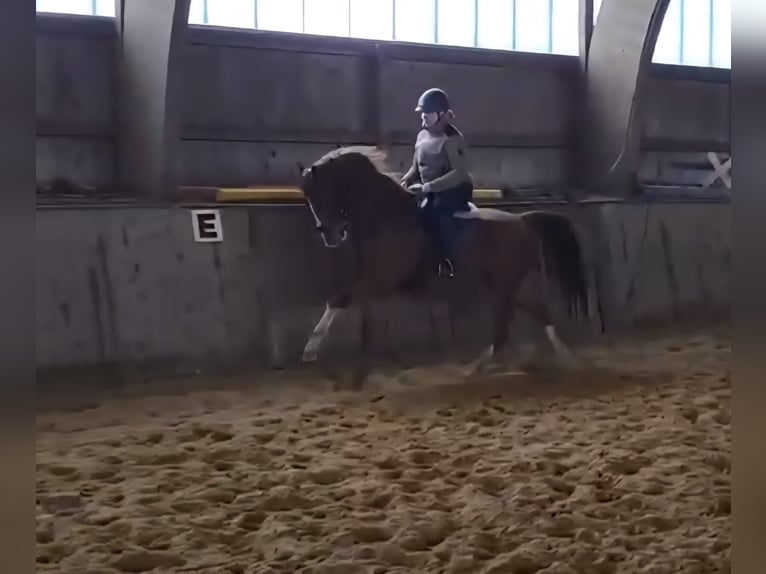 German Riding Horse Gelding 5 years 16 hh Chestnut-Red in Sittensen