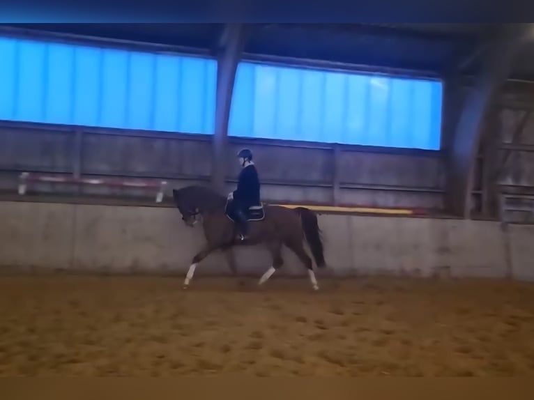 German Riding Horse Gelding 5 years 16 hh Chestnut-Red in Sittensen
