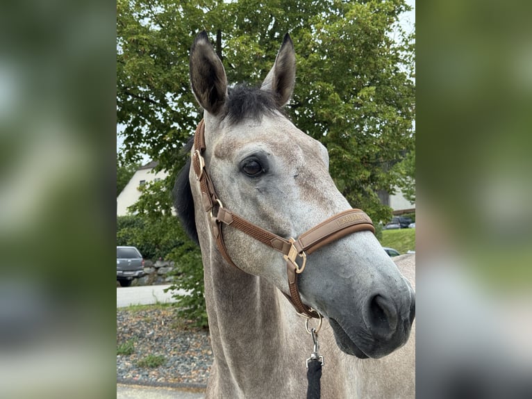 German Riding Horse Gelding 5 years 16 hh Grey in St. Martin im M&#xFC;hlkreis